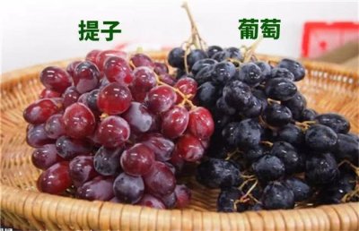 ​提子和葡萄的区别在哪里？提子和葡萄哪个营养高