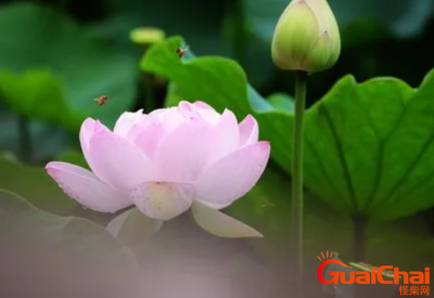 ​爱莲说原文是什么？爱莲说内容有哪些？