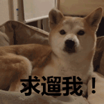 ​遛狗讲究多：错误遛狗方式，别再做了，会害了狗