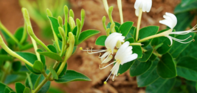 ​种植金银花苗什么品种最好 ？