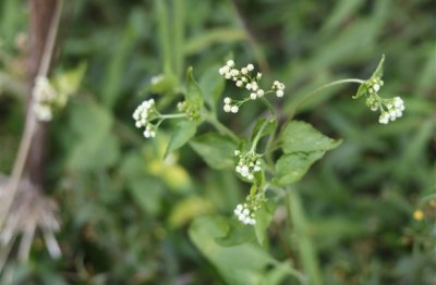 ​形容一个人孤独的网名