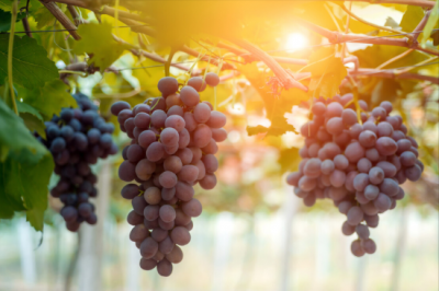 ​洗葡萄，用盐还是用面粉？都不对，教你洗葡萄的正确方法，虫卵自己跑出来