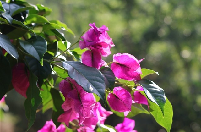 傻乎乎的网名女