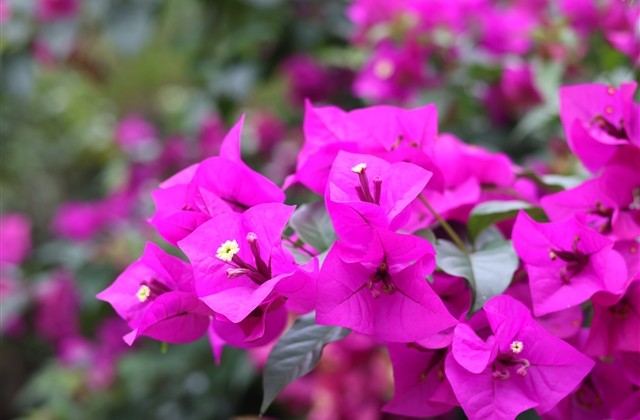 魔兽世界角色名字大全