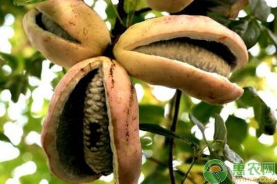 ​八月瓜的功效与作用 八月瓜有哪些功效作用？种植前景如何？