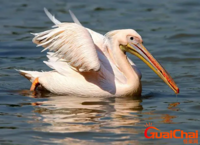 ​喙怎么读？喙怎么组词？