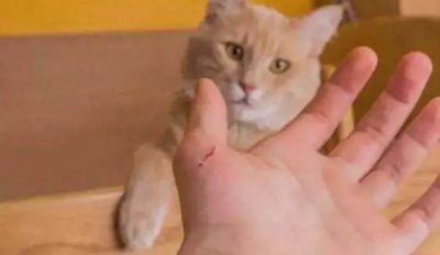 ​猫打过针抓伤需要打针吗