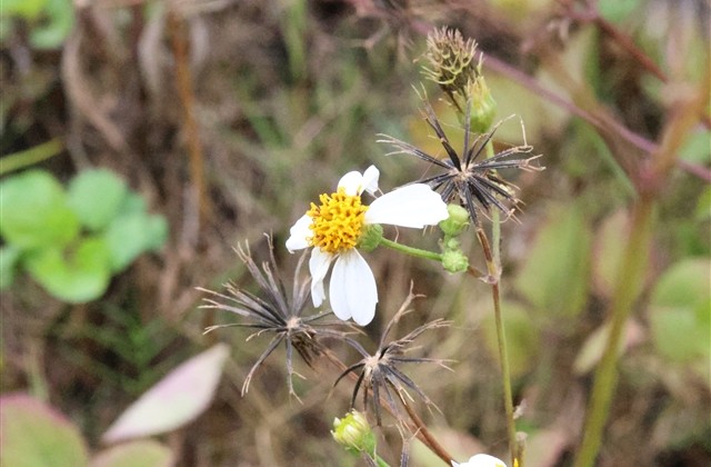 罕见好听的古风网名