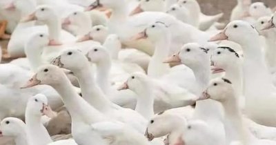 ​养鸭子利润怎么样需要投入多少钱（养鸭的成本和利润养鸭子赚钱吗）