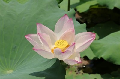 ​5字古风古韵网名 五字诗意淡雅古风名