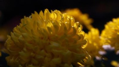 ​简短感恩节祝福语 关于幼儿园感恩节的句子