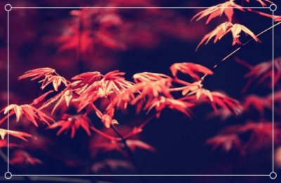 ​祝福生日的经典句子 生日祝福短语八个字