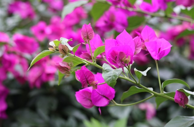 网名可爱女生萌