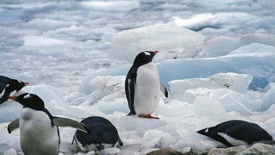 ​北极和南极怎么区分 怎么辨别南极和北极