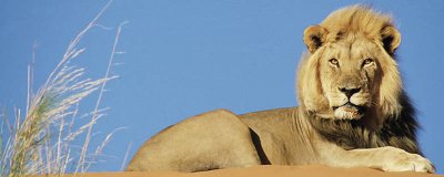 ​狮群的狩猎主要是由雄狮完成的吗 狮群中哪一种狮子会负责80%以上的狩猎工作