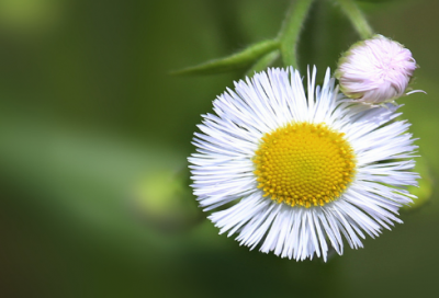 ​关于女人节祝福语