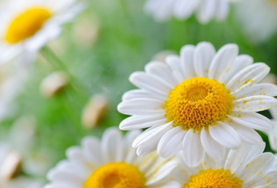 ​端午节图片祝福语