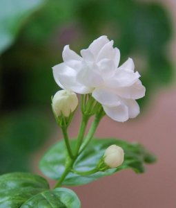 ​描写茉莉花的优美句子（描写茉莉的好词好句好段）