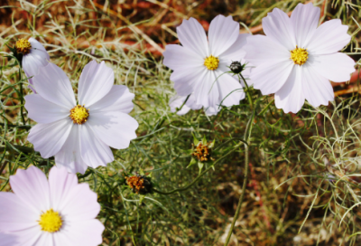 ​关于描写冬天的诗句