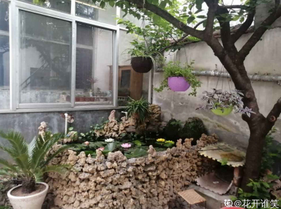 ​石榴树为什么不能种在家门口（石榴树必须要两颗一起种吗）