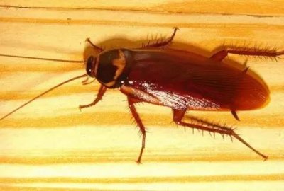 ​高楼层的蟑螂从哪里来的（蟑螂高楼层有吗）