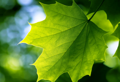 ​给老师的元旦祝福语简短10字【汇总96句】