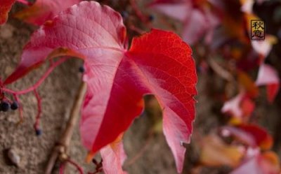 ​感恩母亲节的微信祝福 拜年感恩祝福的微信[18句]