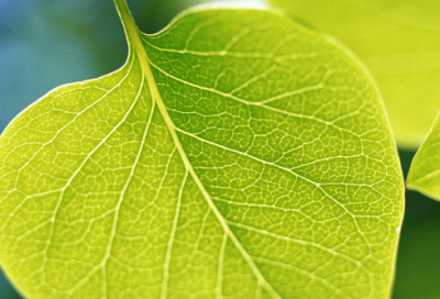 ​形容菊花的诗句（对菊花的外貌描写）