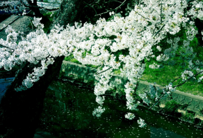 ​关于中秋节诗句佳句（中秋与酒的诗词佳句）