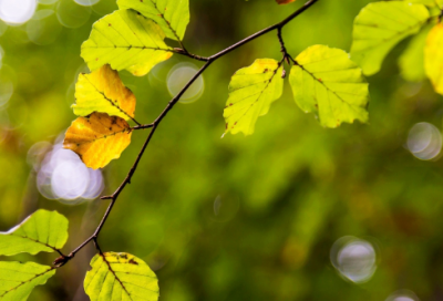 ​关于直接抒情的诗句