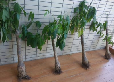 ​发财树根部腐烂怎么处理救治（发财树树干腐烂怎么补救）