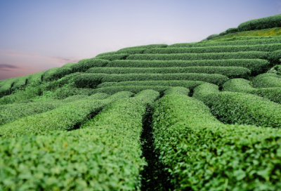 ​山木诗词全集原文翻译（山木诗词全集赏析）