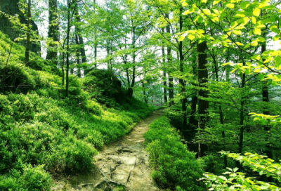 ​东风破苏轼原文译文（苏轼东风破诗词含义）