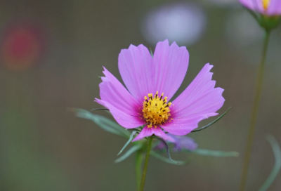 ​不第后赋菊古诗意思解释（不第后赋菊古诗带拼音翻译）