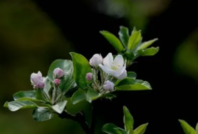 ​朝发白帝城古诗李白（早发白帝城全诗的意思）