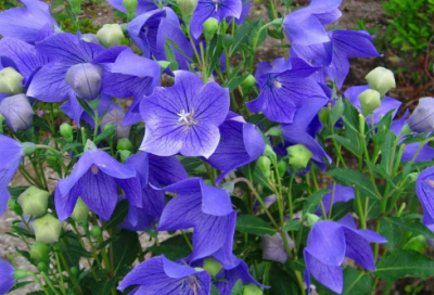 ​早发白帝城李白诗意（早发白帝城古诗鉴赏）