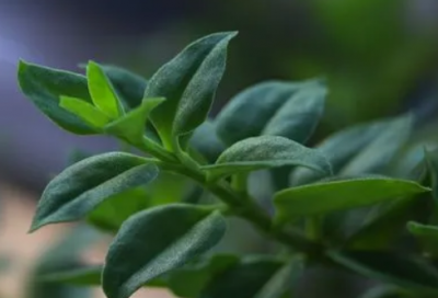 ​零丁洋里叹零丁全诗（过零丁洋古诗赏析）