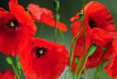 ​立秋的诗句古诗大全（赞美立秋的优美诗词）