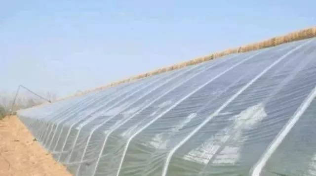 ​火龙果怎么养才能开花结果 火龙果的种植
