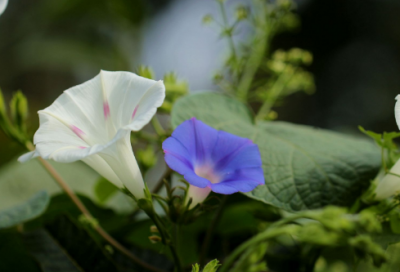 ​古诗赠刘景文的诗意（赠刘景文古诗全解）