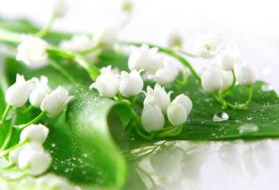 ​韩愈早春赏析（早春韩愈的古诗翻译）