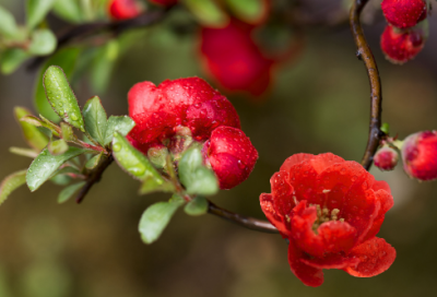 ​野火烧不尽春风吹又生是哪首古诗（草古诗原文欣赏）