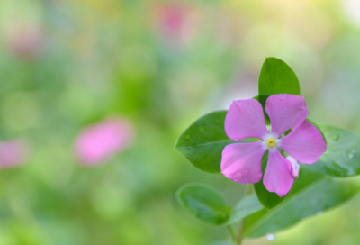 ​古朗月行全诗解释（古朗月行古诗赏析）