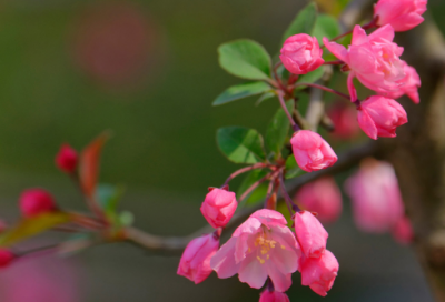 ​三衢道中这首诗的意思（三衢道中古诗诗意150字）