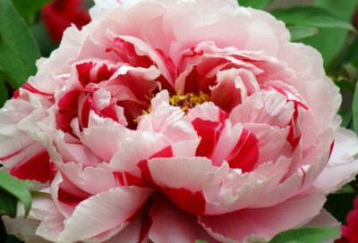 ​大林寺桃花古诗意思（大林寺桃花古诗注释译文）