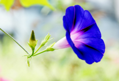 ​王守仁诗词名句（王阳明古诗全集内容）