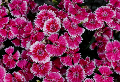 ​梅香的诗句有哪些（关于梅香连续的古诗）