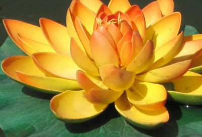 ​忆江南这首古诗的意思（忆江南古诗及注释诗意）