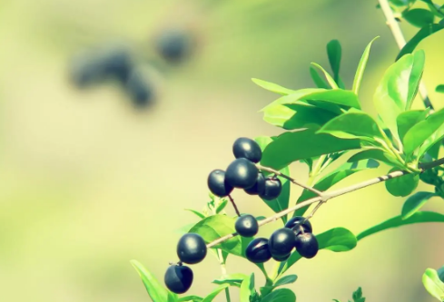 1688687937109158.png image.png