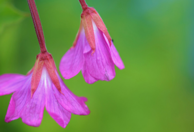 ​金陵酒肆离别翻译及赏析（金陵酒肆留别唐李白古诗）